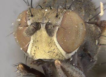 Media type: image;   Entomology 11131 Aspect: head frontal view